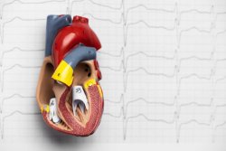 What Does a Pacemaker Do?